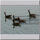 Niedringhaussee-Sundermannsee-Sandgrube 22.jpg